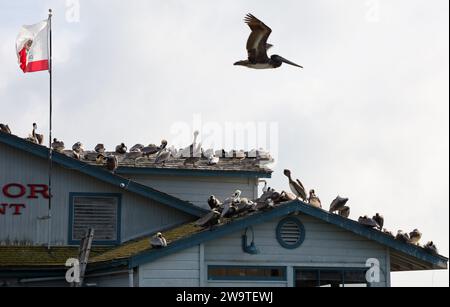 Santa Barbara, Kalifornien, USA, 29. Dezember 2023. Stearns Wharf, Santa Barbara, am 29. Dezember, nach Flut: Die Pelicaner ruhen sich auf dem Dach des Harbor View Restaurants aus, da ihre üblichen Abhänge dank der King Tides unter Wasser waren. (Kreditbild: © Amy Katz/ZUMA Press Wire) NUR REDAKTIONELLE VERWENDUNG! Nicht für kommerzielle ZWECKE! Quelle: ZUMA Press, Inc./Alamy Live News Stockfoto