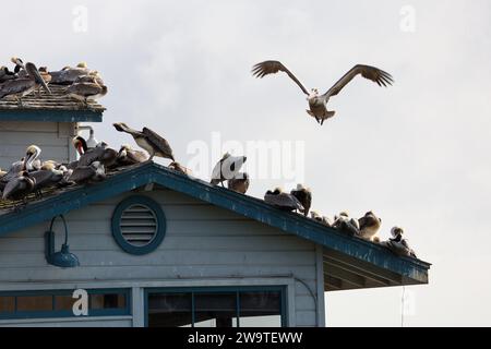 Santa Barbara, Kalifornien, USA, 29. Dezember 2023. Stearns Wharf, Santa Barbara, am 29. Dezember, nach Flut: Die Pelicaner ruhen sich auf dem Dach des Harbor View Restaurants aus, da ihre üblichen Abhänge dank der King Tides unter Wasser waren. (Kreditbild: © Amy Katz/ZUMA Press Wire) NUR REDAKTIONELLE VERWENDUNG! Nicht für kommerzielle ZWECKE! Quelle: ZUMA Press, Inc./Alamy Live News Stockfoto