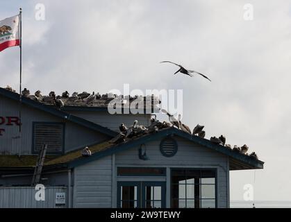 Santa Barbara, Kalifornien, USA, 29. Dezember 2023. Stearns Wharf, Santa Barbara, am 29. Dezember, nach Flut: Die Pelicaner ruhen sich auf dem Dach des Harbor View Restaurants aus, da ihre üblichen Abhänge dank der King Tides unter Wasser waren. (Kreditbild: © Amy Katz/ZUMA Press Wire) NUR REDAKTIONELLE VERWENDUNG! Nicht für kommerzielle ZWECKE! Quelle: ZUMA Press, Inc./Alamy Live News Stockfoto