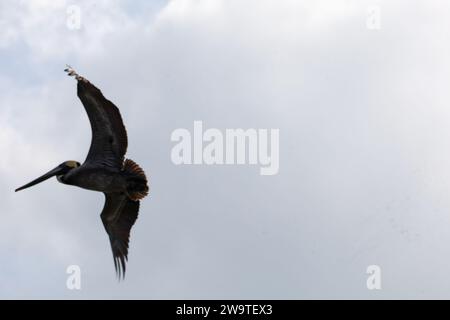 Santa Barbara, Kalifornien, USA, 29. Dezember 2023. Stearns Wharf, Santa Barbara, am 29. Dezember, nach Flut: Die Pelicaner ruhen sich auf dem Dach des Harbor View Restaurants aus, da ihre üblichen Abhänge dank der King Tides unter Wasser waren. (Kreditbild: © Amy Katz/ZUMA Press Wire) NUR REDAKTIONELLE VERWENDUNG! Nicht für kommerzielle ZWECKE! Quelle: ZUMA Press, Inc./Alamy Live News Stockfoto