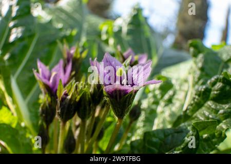 Violette Blüten der wilden Mandragora-Pflanze zwischen grünen Blättern Nahaufnahme Stockfoto