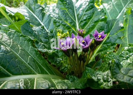 Violette Blüten der wilden Mandragora-Pflanze zwischen grünen Blättern Nahaufnahme Stockfoto