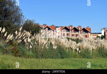 Die invasive Pflanze Pampas Gras (Cortaderia selloana) wächst neben einem Wohngebiet. Getxo. Baskenland. Spanien Stockfoto