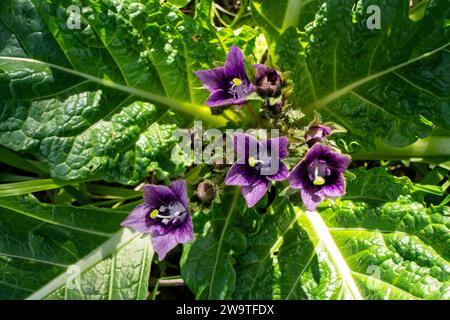 Violette Blüten der wilden Mandragora-Pflanze zwischen grünen Blättern Nahaufnahme Stockfoto