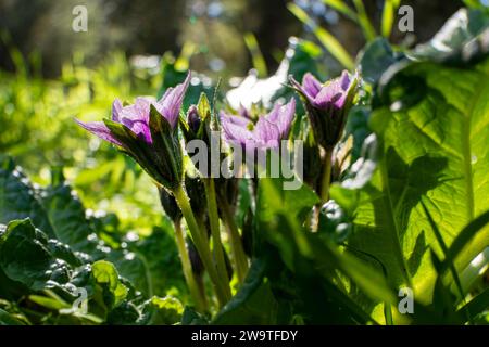 Violette Blüten der wilden Mandragora-Pflanze zwischen grünen Blättern Nahaufnahme Stockfoto