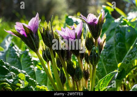 Violette Blüten der wilden Mandragora-Pflanze zwischen grünen Blättern Nahaufnahme Stockfoto