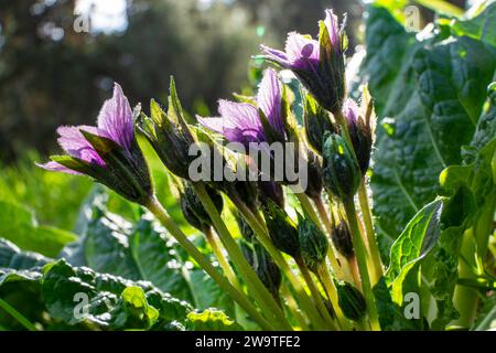 Violette Blüten der wilden Mandragora-Pflanze zwischen grünen Blättern Nahaufnahme Stockfoto