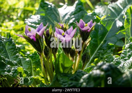 Violette Blüten der wilden Mandragora-Pflanze zwischen grünen Blättern Nahaufnahme Stockfoto