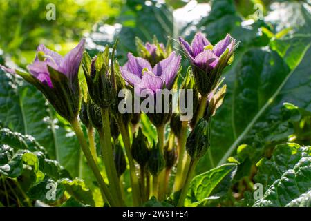 Violette Blüten der wilden Mandragora-Pflanze zwischen grünen Blättern Nahaufnahme Stockfoto