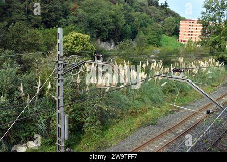 Die invasive Pampasgraspflanze (Cortaderia selloana) wächst neben Bahngleisen Stockfoto