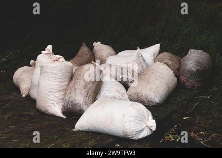 Ernteverfahren zur Sammlung von Oliven in Säcken, Säcken mit frisch geernteten Oliven, gesammelt auf dem Netz, dunkle und grüne kalamata-Oliven-Früchte-Fil Stockfoto