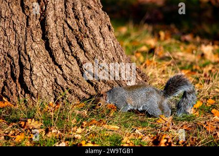 Ein graues Eichhörnchen sucht an einem sonnigen Herbsttag im Richmond Park nach Nüssen. Stockfoto