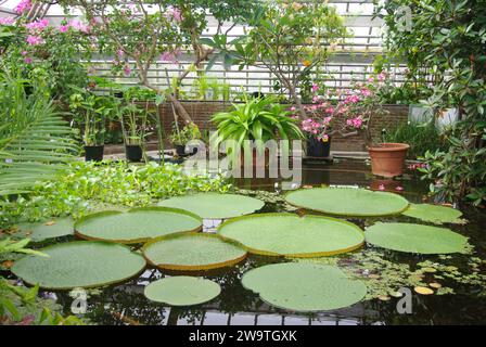 Riesige Seerosen (Victoria Amazonia) im Botanischen Garten, Leiden, Niederlande Stockfoto