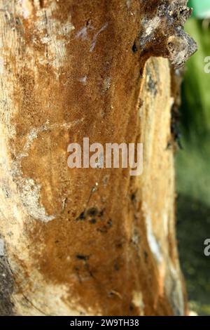 Braunkrusten- oder Pflasterpilze (Kortizioidpilze), die auf einem toten Baumstamm wachsen : (Bild Sanjiv Shukla) Stockfoto