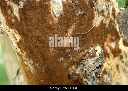 Braunkrusten- oder Pflasterpilze (Kortizioidpilze), die auf einem toten Baumstamm wachsen : (Bild Sanjiv Shukla) Stockfoto