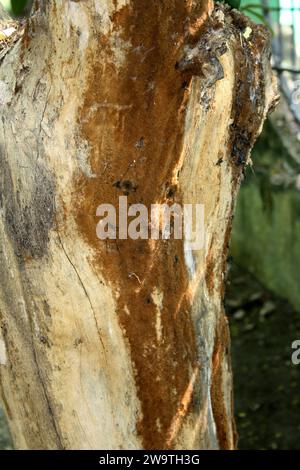 Braunkrusten- oder Pflasterpilze (Kortizioidpilze), die auf einem toten Baumstamm wachsen : (Bild Sanjiv Shukla) Stockfoto