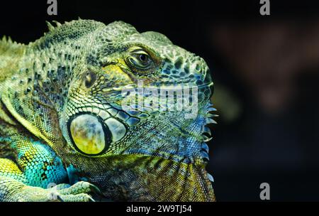 Axanthic Blue Iguana im Dartmoor Zoo, Großbritannien. Stockfoto