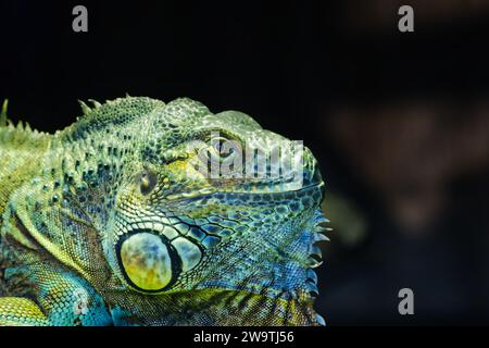 Axanthic Blue Iguana im Dartmoor Zoo, Großbritannien. Stockfoto