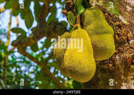 Jackfrucht Artocarpus Heterophyllus Wächst Auf Jack Tree In Der Natur Von Rio De Janeiro Brasilien. Stockfoto