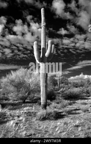 Die Sonora-Wüste im Infrarot-Zentrum von Arizona USA mit Saguaro und cholla-Kaktu Stockfoto