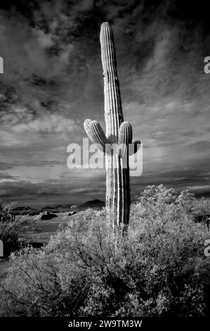 Die Sonora-Wüste im Infrarotbereich von Zentral-Arizona, USA, mit saguaro und Cholla-Kakteen Stockfoto