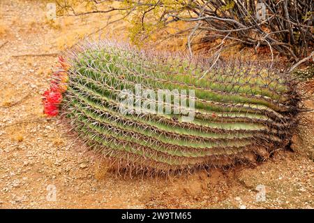 Arizona Barrel Cactus Ferocactus wislizenii Nahaufnahme Stockfoto