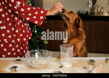 Ein Golden Retriever-Hund hilft seiner weiblichen Besitzerin, Lebkuchen für Weihnachten vorzubereiten Stockfoto