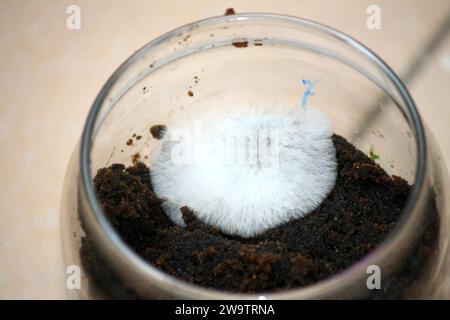 Weißer Fadenpilz (Schimmel oder Schimmel), der auf organischem Material in einem Glasgefäß wächst: (Pixel Sanjiv Shukla) Stockfoto