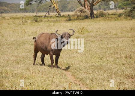 Große Büffel auf einer offenen Grassavanne im Nationalpark in Kenia Stockfoto