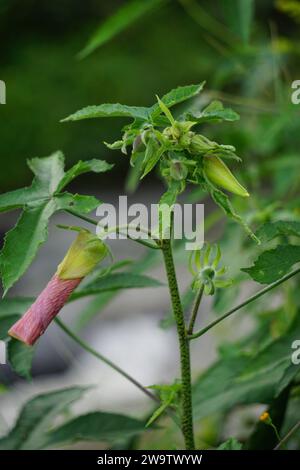 Abelmoschus moschatus. Die Pflanze wurde in der Ayurveda-Kräutermedizin verwendet, einschließlich als Antispasmodi Stockfoto