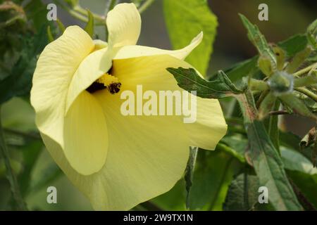 Abelmoschus moschatus. Die Pflanze wurde in der Ayurveda-Kräutermedizin verwendet, einschließlich als Antispasmodi Stockfoto