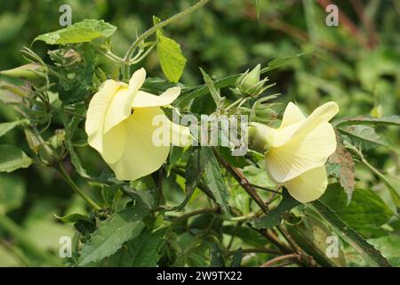 Abelmoschus moschatus. Die Pflanze wurde in der Ayurveda-Kräutermedizin verwendet, einschließlich als Antispasmodi Stockfoto