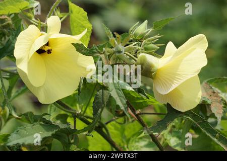 Abelmoschus moschatus. Die Pflanze wurde in der Ayurveda-Kräutermedizin verwendet, einschließlich als Antispasmodi Stockfoto