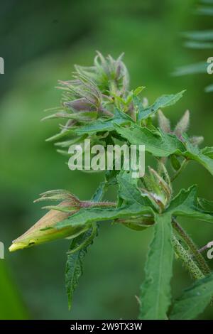 Abelmoschus moschatus. Die Pflanze wurde in der Ayurveda-Kräutermedizin verwendet, einschließlich als Antispasmodi Stockfoto