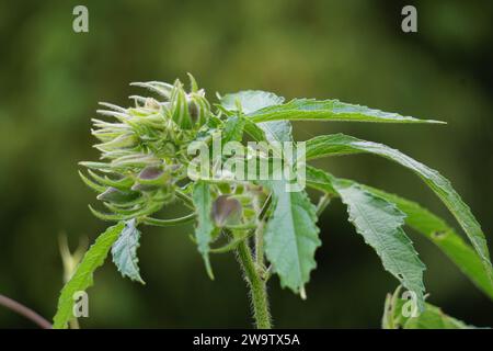 Abelmoschus moschatus. Die Pflanze wurde in der Ayurveda-Kräutermedizin verwendet, einschließlich als Antispasmodi Stockfoto