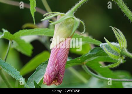 Abelmoschus moschatus. Die Pflanze wurde in der Ayurveda-Kräutermedizin verwendet, einschließlich als Antispasmodi Stockfoto