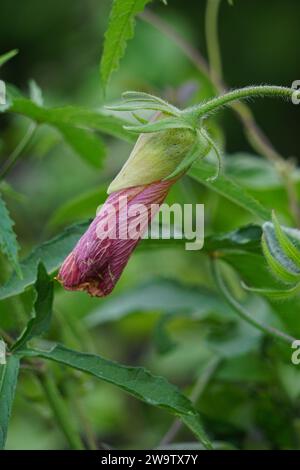 Abelmoschus moschatus. Die Pflanze wurde in der Ayurveda-Kräutermedizin verwendet, einschließlich als Antispasmodi Stockfoto