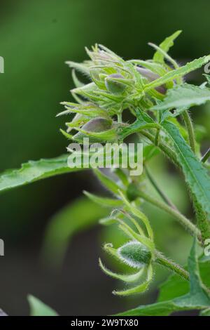 Abelmoschus moschatus. Die Pflanze wurde in der Ayurveda-Kräutermedizin verwendet, einschließlich als Antispasmodi Stockfoto