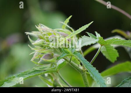 Abelmoschus moschatus. Die Pflanze wurde in der Ayurveda-Kräutermedizin verwendet, einschließlich als Antispasmodi Stockfoto