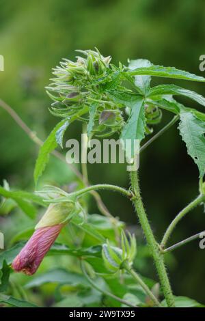 Abelmoschus moschatus. Die Pflanze wurde in der Ayurveda-Kräutermedizin verwendet, einschließlich als Antispasmodi Stockfoto