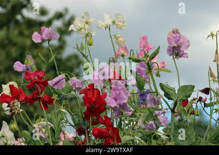 Gemischte Süßerbse, Lathyrus odoratus unbekannter Sorte, Blumen mit einem Hintergrund von verschwommenem Himmel, Bäumen und Blättern. Stockfoto