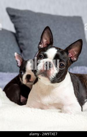 Ein süßer, kleiner, zwei Monate alter Boston Terrier Welpe liegt auf dem Bett, seine Mutter auf dem Bett Stockfoto