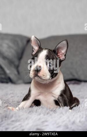 Porträt eines niedlichen, zwei Monate alten Boston Terrier Welpen, der auf einem Bett sitzt Stockfoto