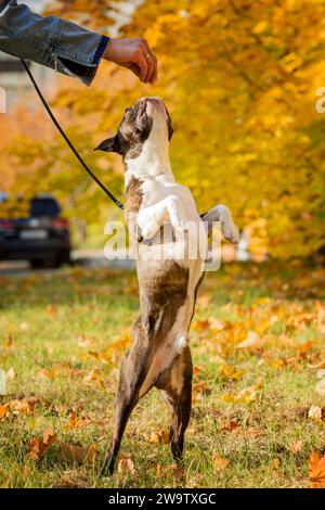 Boston Terrier Dog draußen. Hund im wunderschönen rot-gelben Park im Herbst draußen. Stockfoto