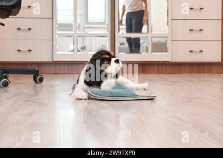 Der Besitzer bringt einem kleinen Kavalier King Charles Spaniel Welpen bei, sich zu Hause zu benehmen. Der niedliche kleine Hund kaut an Schuhen als Teil des Gehorsams Stockfoto