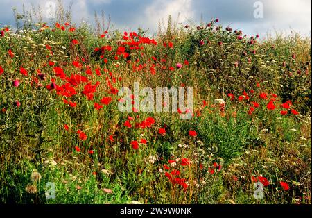 Mohn am Straßenrand und andere Wildblumen, die auf einer Bank in Wales wachsen Stockfoto