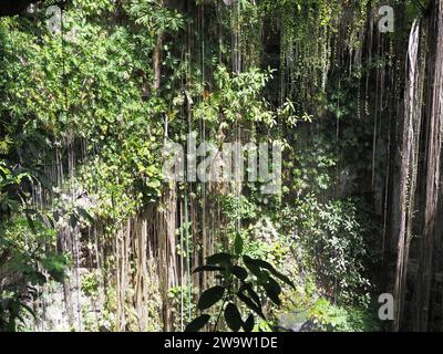 Grüner Cenote Ik-Kil auf der PISTE in der Nähe der maya-Stadt Chichen Itza auf der Halbinsel Yucatan in Mexiko, 2018 warmer, sonniger Wintertag im Februar. Stockfoto