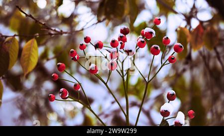 Rote Rosenhüften mit dem ersten Schnee vor dem Hintergrund von gelbgrünem Laub und Ästen Stockfoto