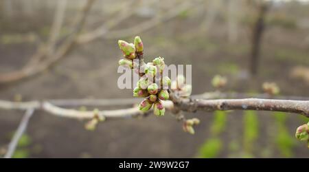 Kirschbaumknospen aus nächster Nähe. Viele Knospen des Obstbaums. Sonnenlicht fällt auf Kirschblüten. Bei Sonnenaufgang sehen die Blumen der Bäume wunderschön aus. Stockfoto