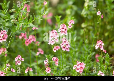 Gartenphlox (Phlox paniculata), lebhafte Sommerblumen. Blühende Äste von rosa Phlox im Garten an einem sonnigen Tag. Weicher, unscharfer selektiver Fokus. Stockfoto